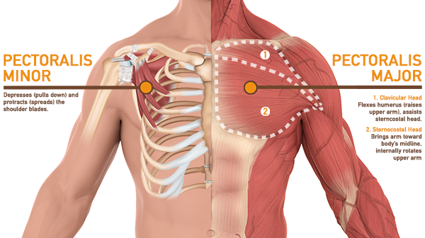 Cấu tạo của nhóm cơ ngực